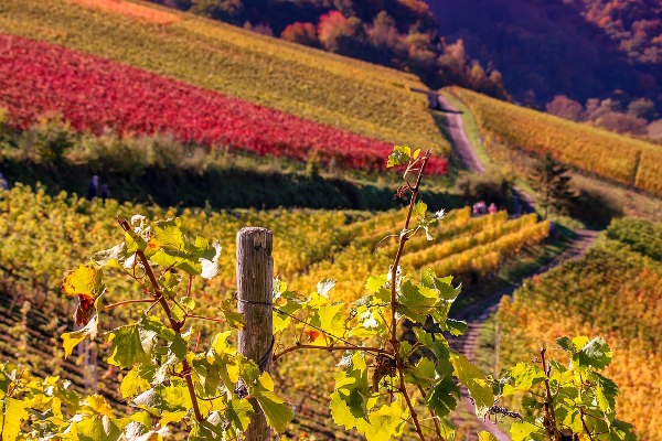 Des coteaux de vignes: magnifique ! Mais aussi quel travail...